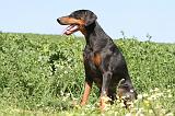 DOBERMANN 941